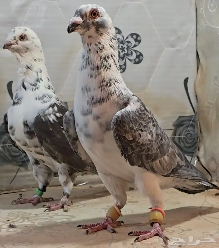 جوزين كشامره توب ماشاءلله 6