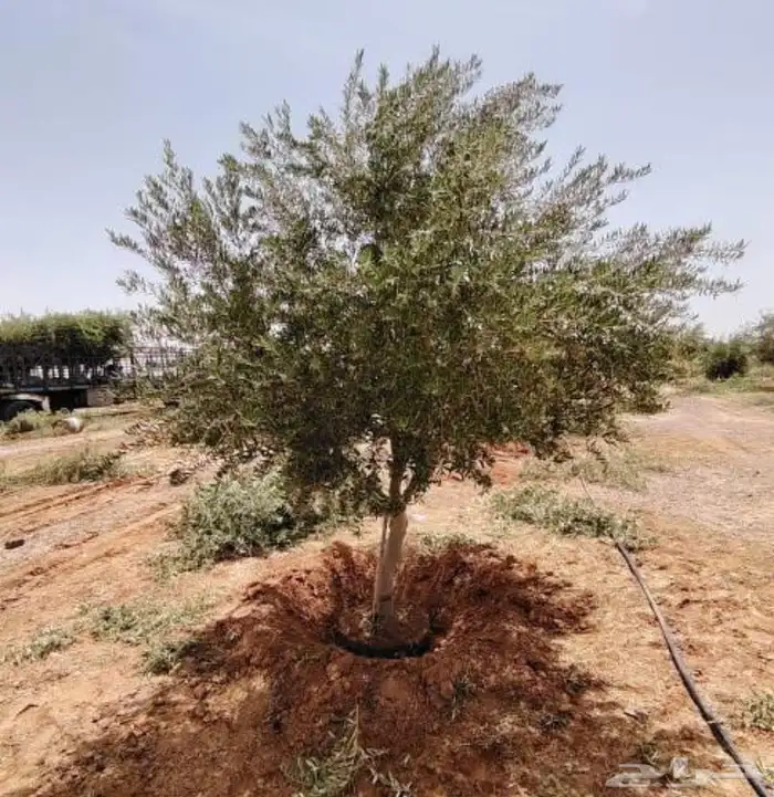 نقوم بتوريد وزراعه جميع انواع النخيل والزيتون 4