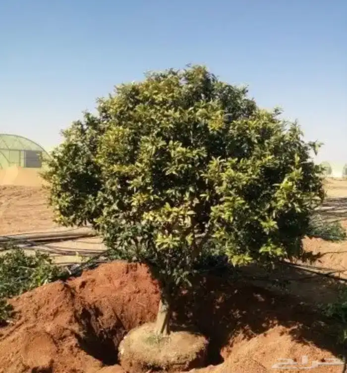 نقوم بتوريد وزراعه جميع انواع النخيل والزيتون 3