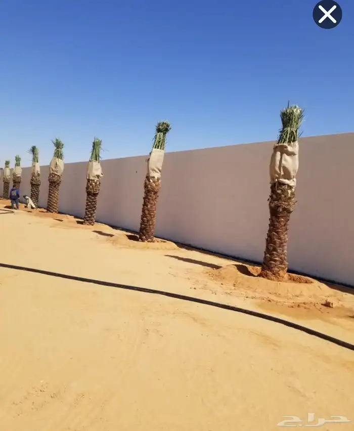 نقوم بتوريد وزراعه جميع انواع النخيل والزيتون 2