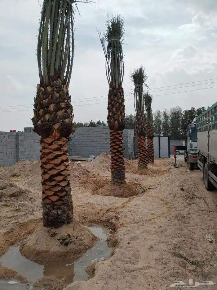نقوم بتوريد وزراعه جميع انواع النخيل والزيتون 6