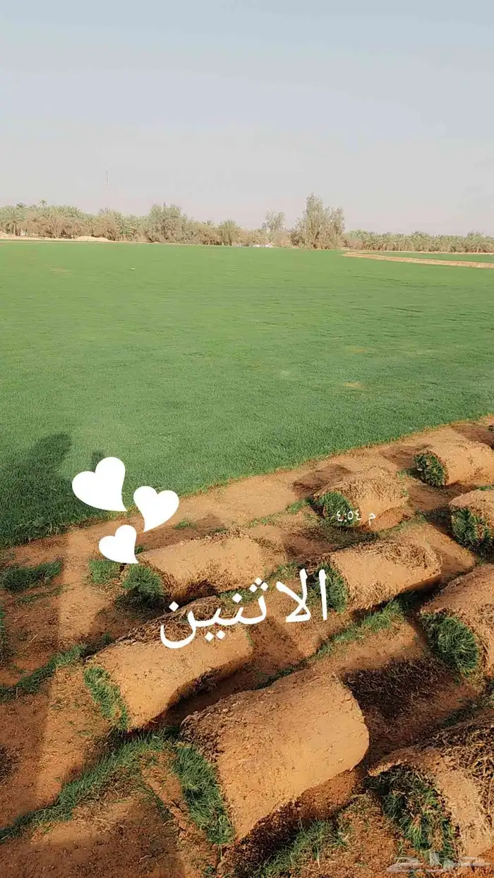 ثيل(نجيله) C2000 درجه أولى 5