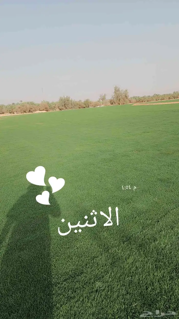 ثيل(نجيله) C2000 درجه أولى 3