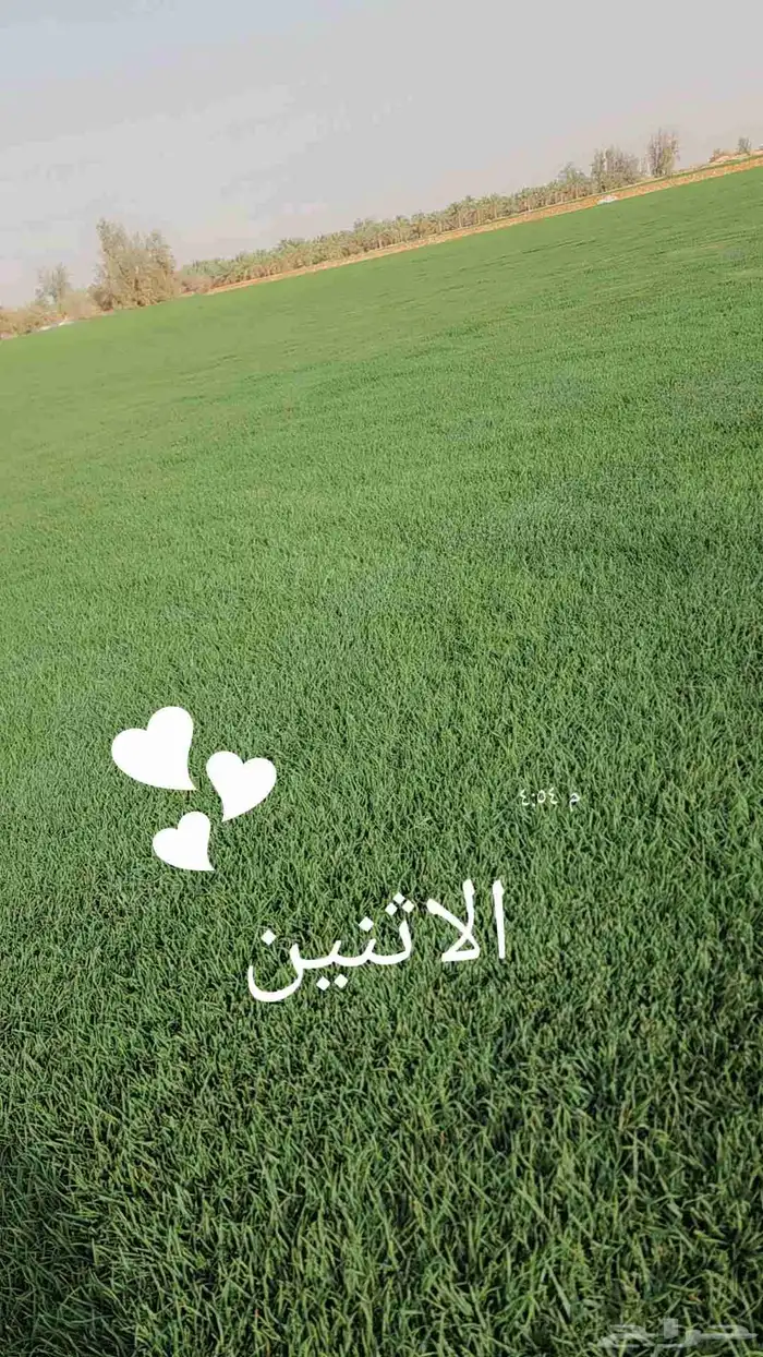 ثيل(نجيله) C2000 درجه أولى 6