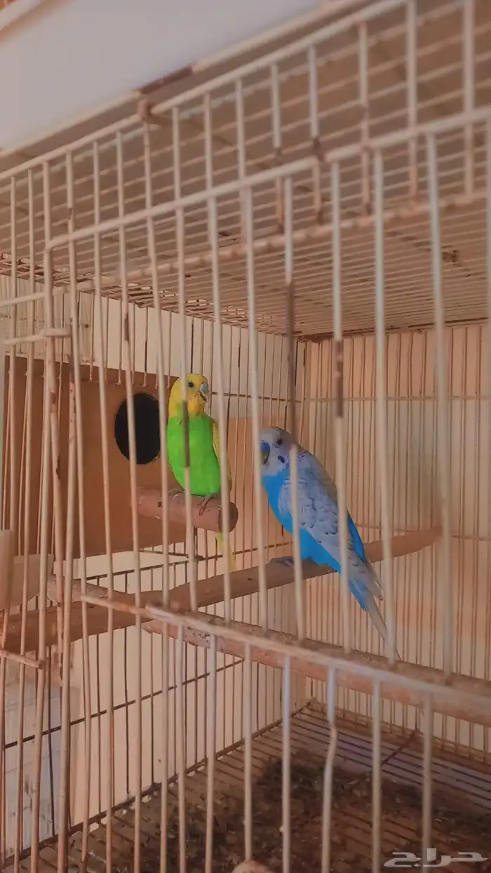 زوج بادجي منتج 2