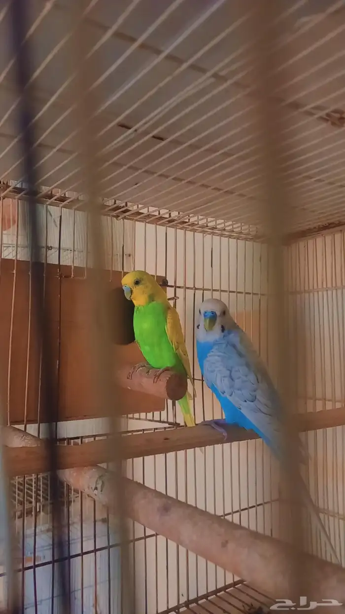 زوج بادجي منتج 0