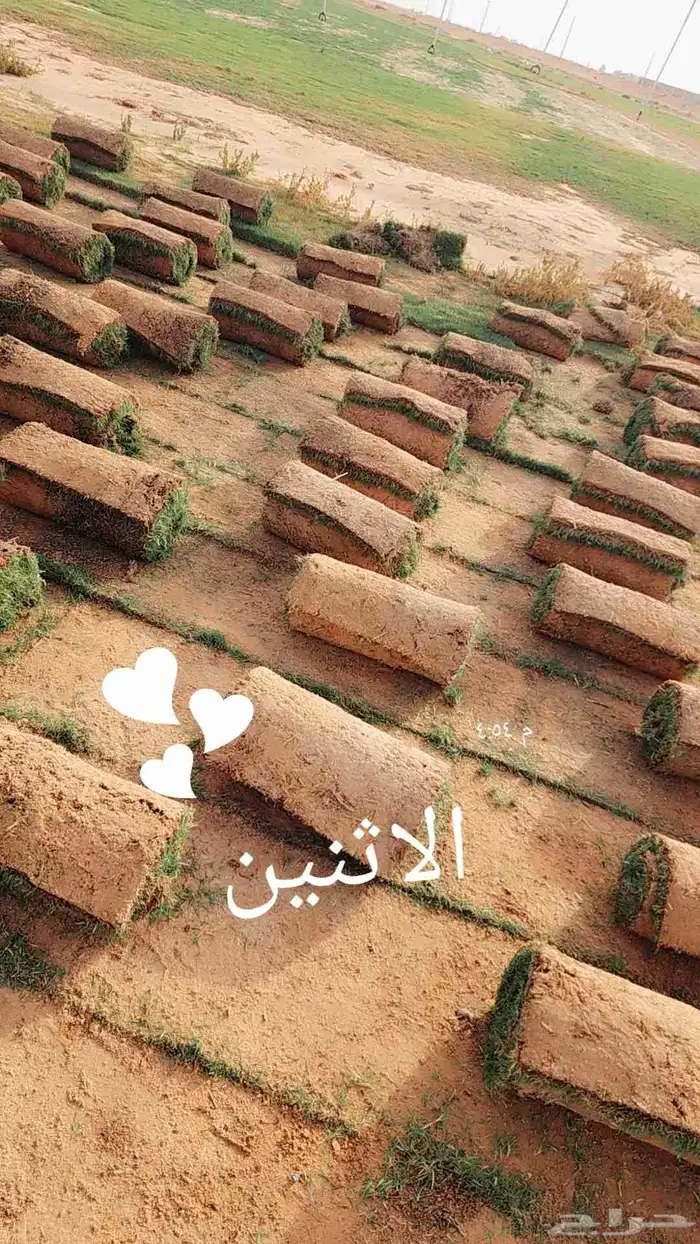 ثيل(نجيله) C2000 درجه أولى 4