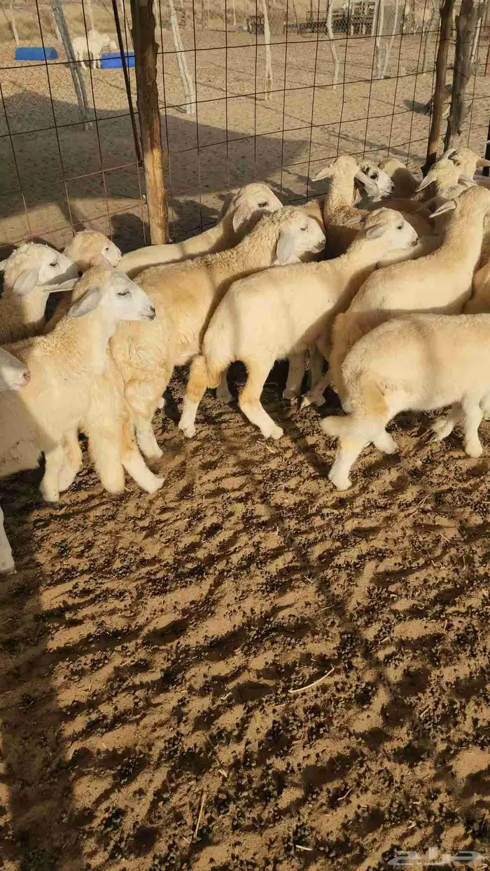 بهم تربية حري نظيف ((تم البيع)) 1