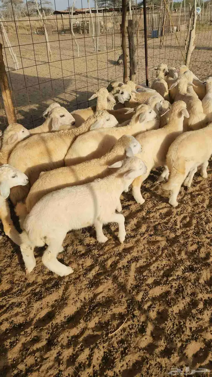 بهم تربية حري نظيف ((تم البيع)) 0