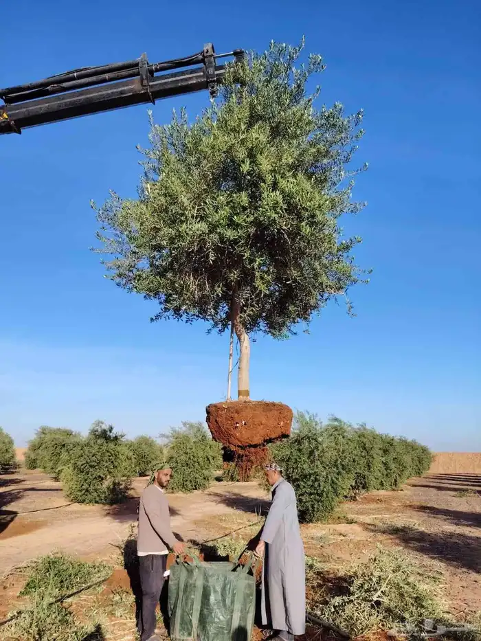 زيتون مثمر نيبالي نخل وشنطني 5