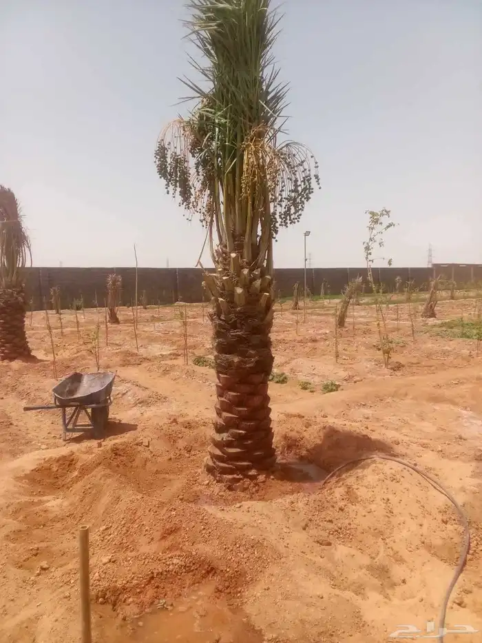 يوجد لدينا نخل زينه وعربي علا جميع المقاسات وسعار مناسبه 2