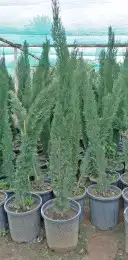 نخل واشنطن للبيع 8