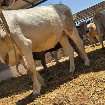 بقرة المانيه دافع البيع لاعلى سعر 0