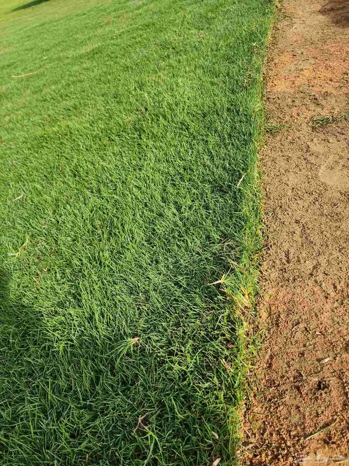 ثيل(نجيله) C2000 درجه أولى 9