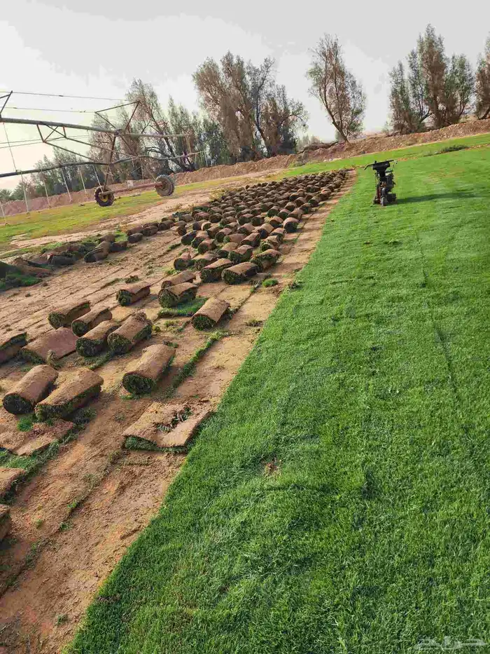 ثيل(نجيله) C2000 درجه أولى 1