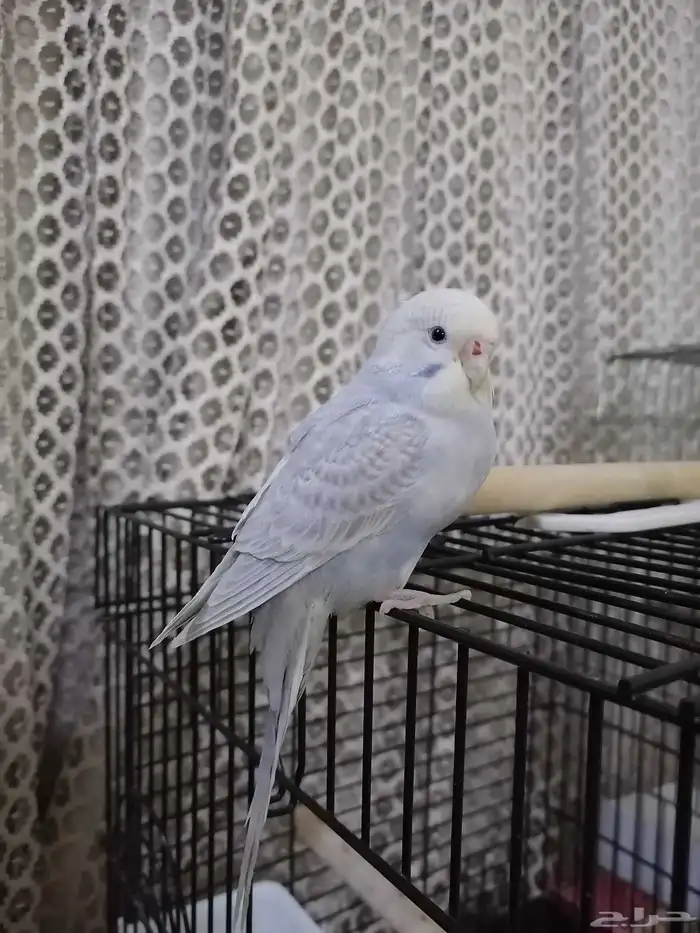 فرخ بادجي اليف غر ((تم البيع)) 0