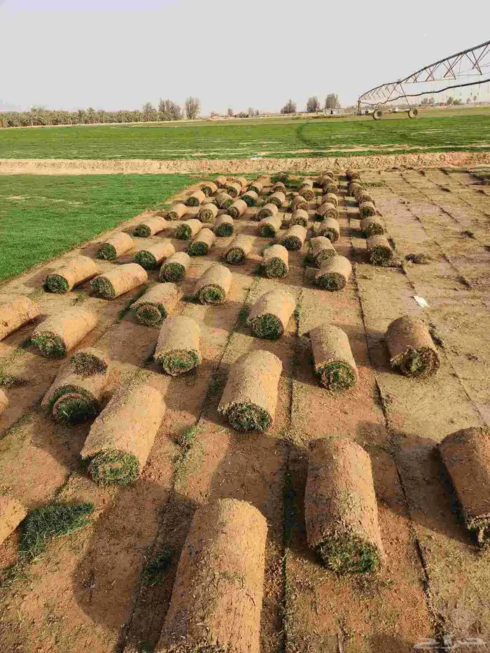 ثيل(نجيله) C2000 درجه أولى 0