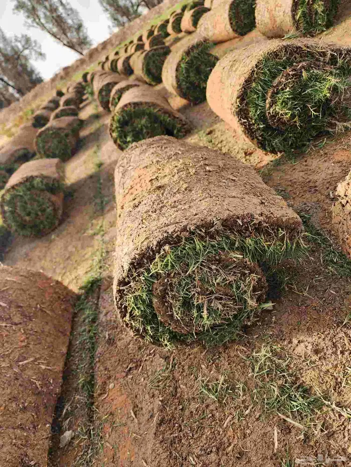 ثيل(نجيله) C2000 درجه أولى 7