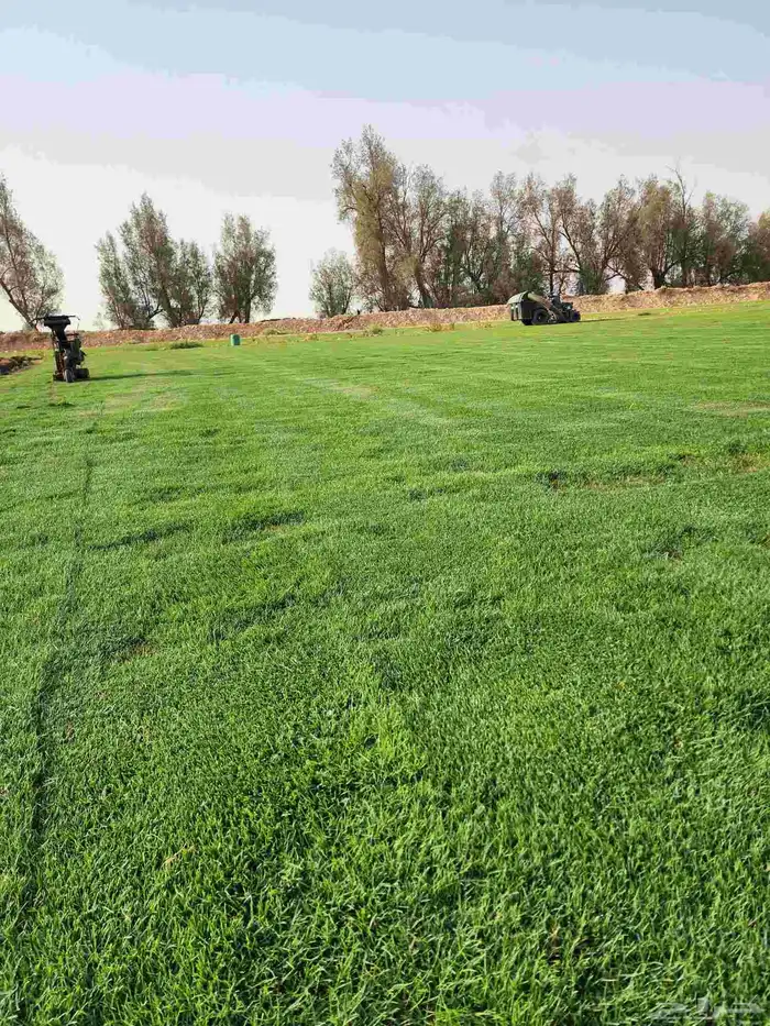 ثيل(نجيله) C2000 درجه أولى 2