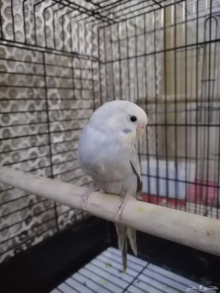 فرخ بادجي اليف غر ((تم البيع)) 1