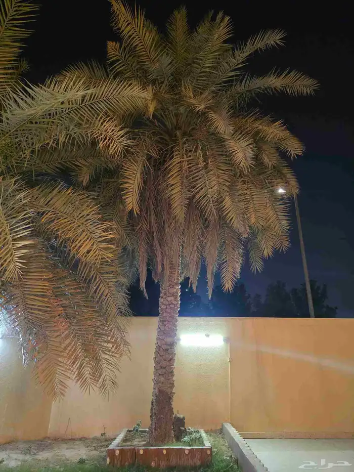 نخلة رشودية طولها تقريبا 10 متر للتنازل 1
