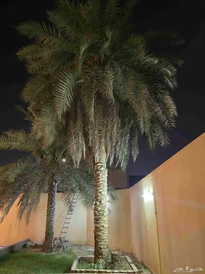 نخلة رشودية طولها تقريبا 10 متر للتنازل 0