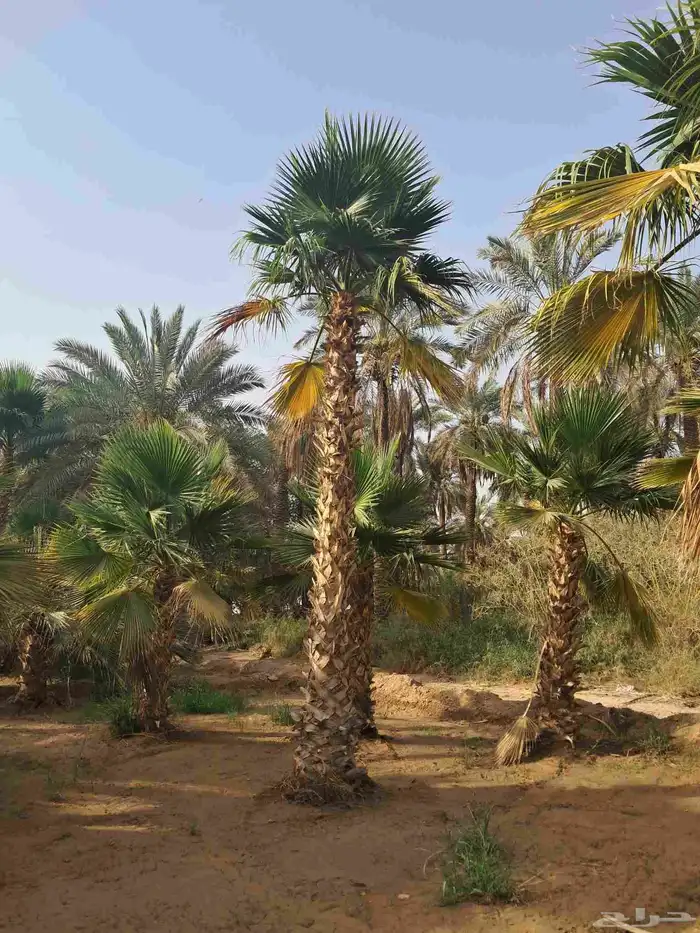 زيتون مثمر نيبالي نخل وشنطني 1