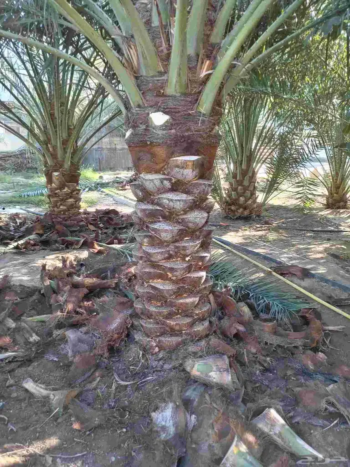 يوجد لدينا نخيل للبيع في أنحاء المملكة العربية السعودية 1