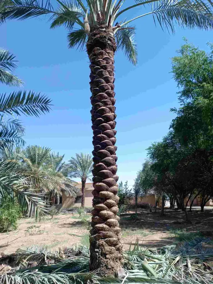 يوجد لدينا نخيل للبيع في أنحاء المملكة العربية السعودية 6