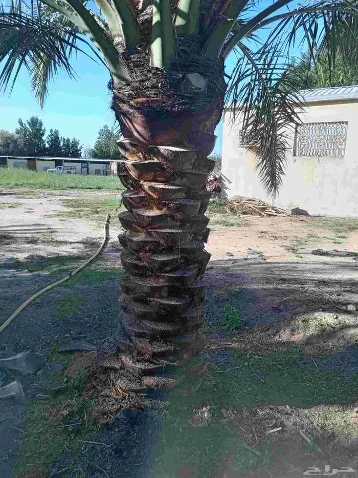 يوجد لدينا نخيل للبيع في أنحاء المملكة العربية السعودية 3