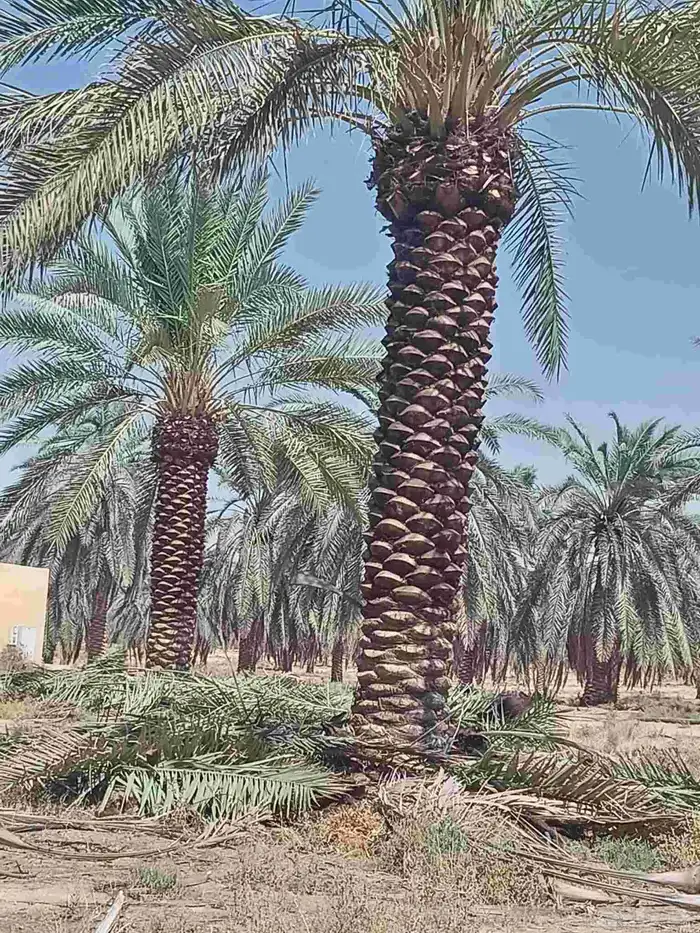 يوجد لدينا نخيل للبيع في أنحاء المملكة العربية السعودية 7
