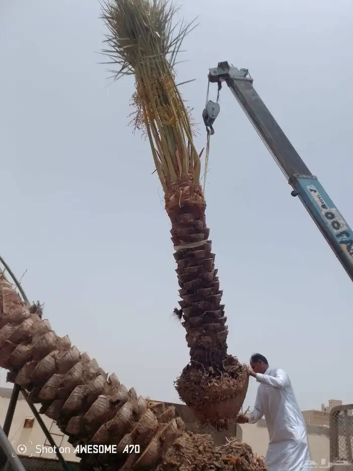 يوجد لدينا نخل زينه وعربي علا جميع المقاسات وسعار مناسبه 6