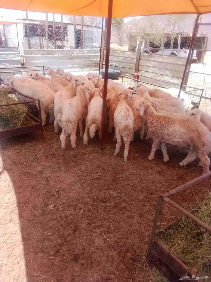 السلام عليكم ورحمه الله وبركاته طليان حريه من 1700 0