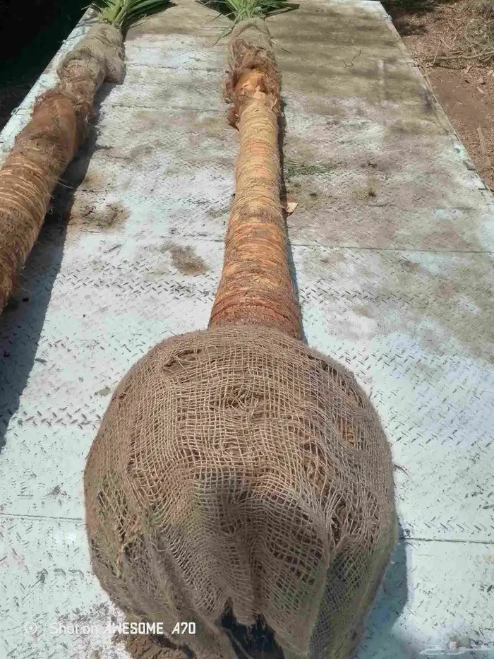 يوجد لدينا نخل زينه وعربي علا جميع المقاسات وسعار مناسبه 5