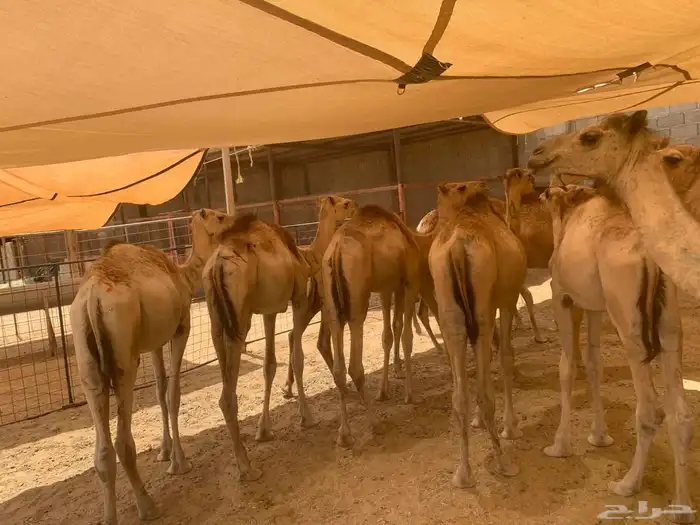 احجز عيدك نعيم 1550وسواكن1200 و بربري 600حياكم الله 3
