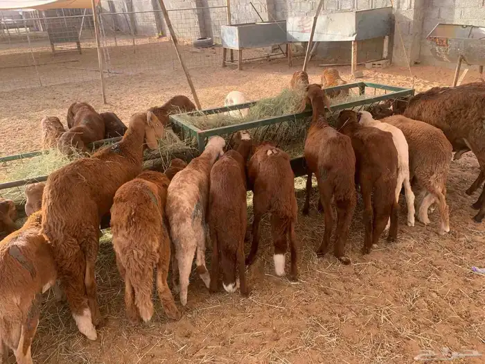 احجز عيدك نعيم 1550وسواكن1200 و بربري 600حياكم الله 0