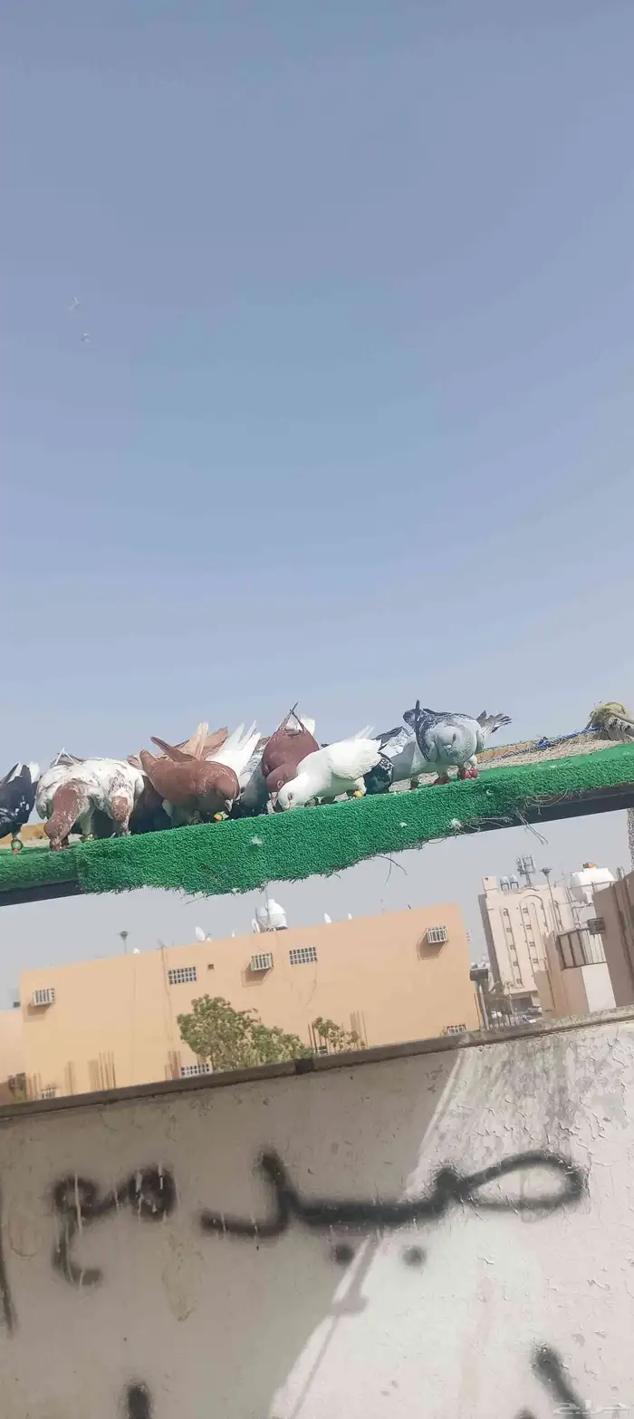 حمام شامي كش 0