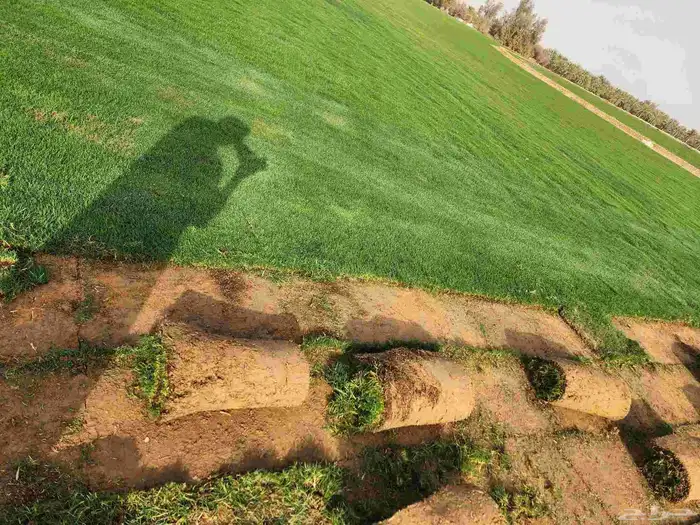 ثيل(نجيله) C2000 درجه أولى 8