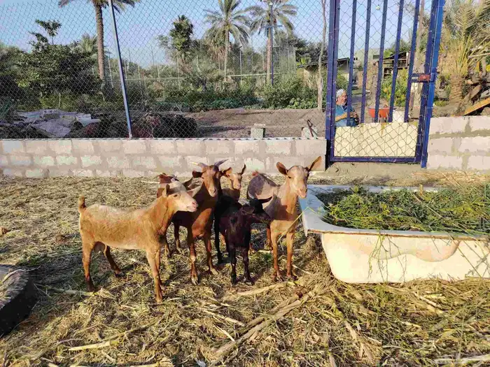 خمسه تيوس جنوبي للبيع 5