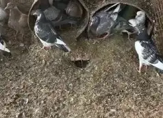 فروخ حمام للبيع 0