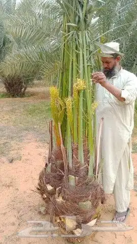 نخل فاخر نخل القصيم مع التوصيل بسعار مناسبه 6