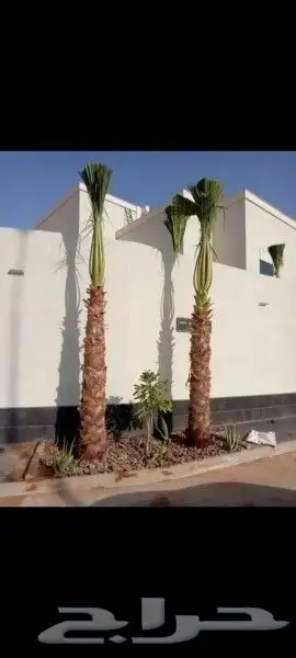 يوجد الدينا نخل وشنطني درجه اولا ابومروحه 0