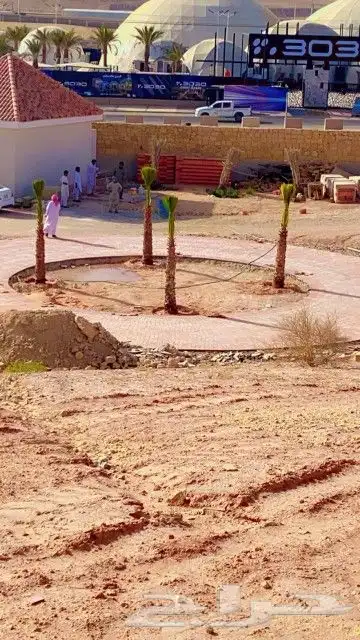 نخل واشنطن للبيع 1