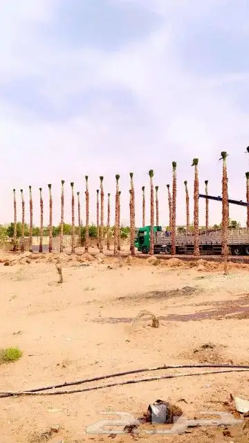 نخل واشنطن للبيع 3