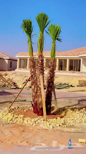 نخل واشنطن للبيع 2