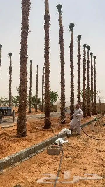 نخل واشنطن للبيع 6