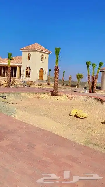 نخل واشنطن للبيع 0