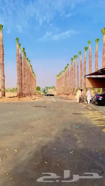 نخل واشنطن للبيع 4