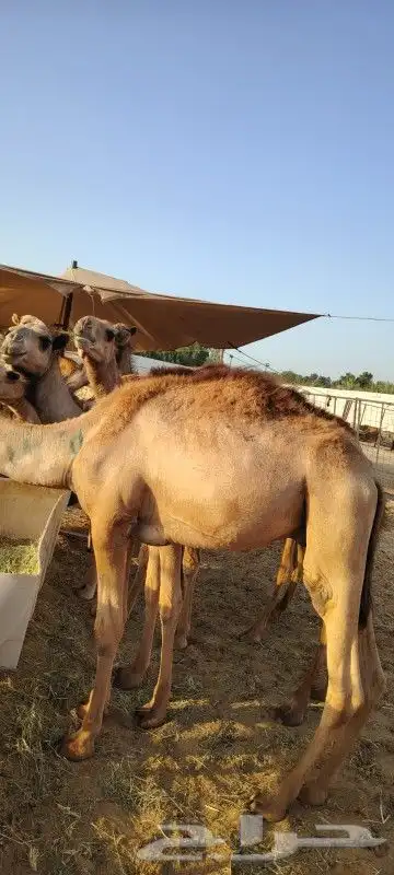حشوان صومالي بمزرعة مكه 2