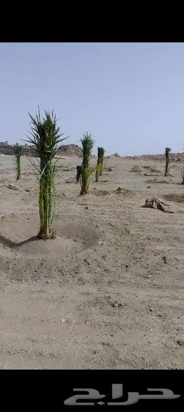 نخل للبيع 1